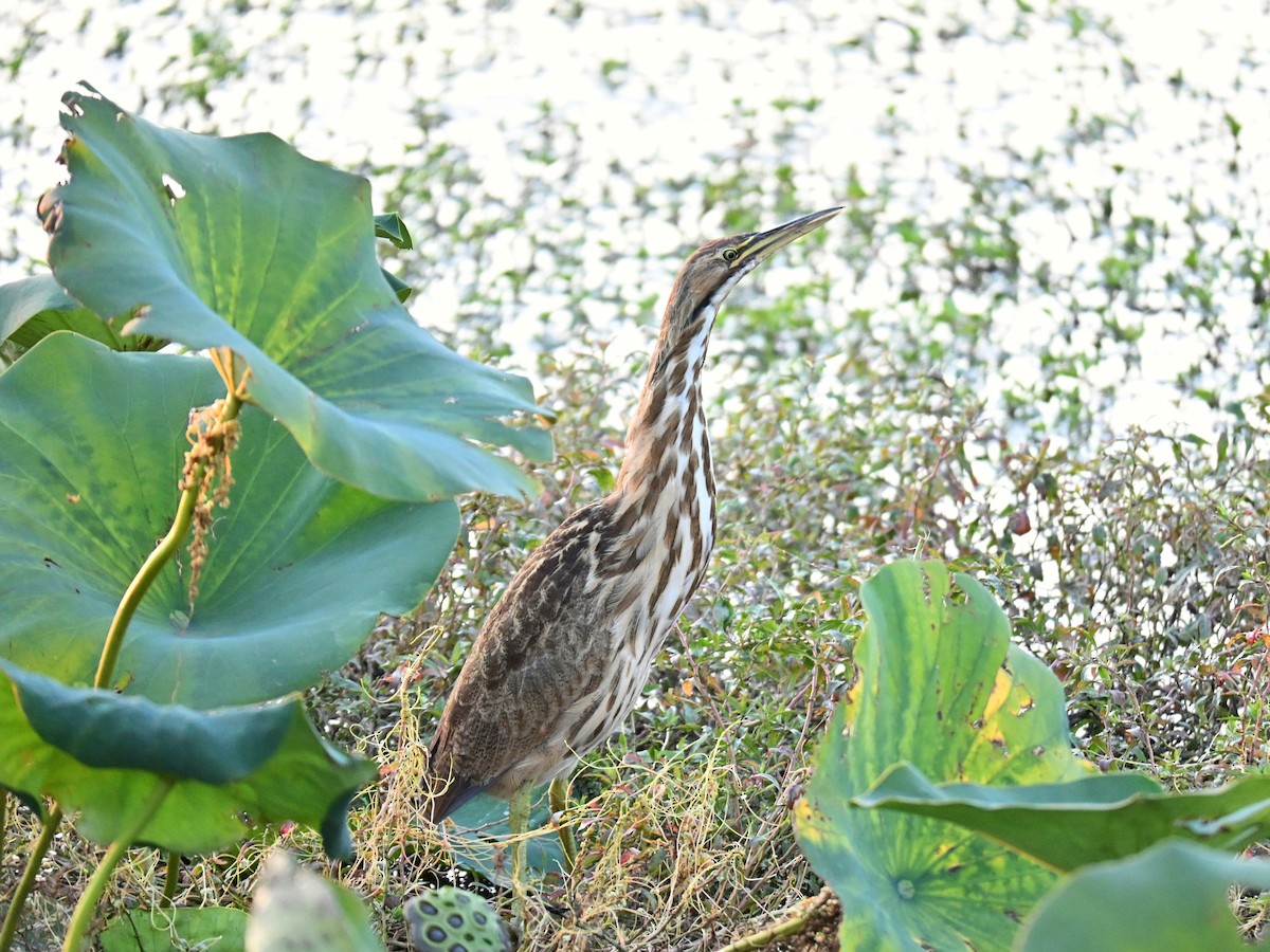 American Bittern - ML642261907