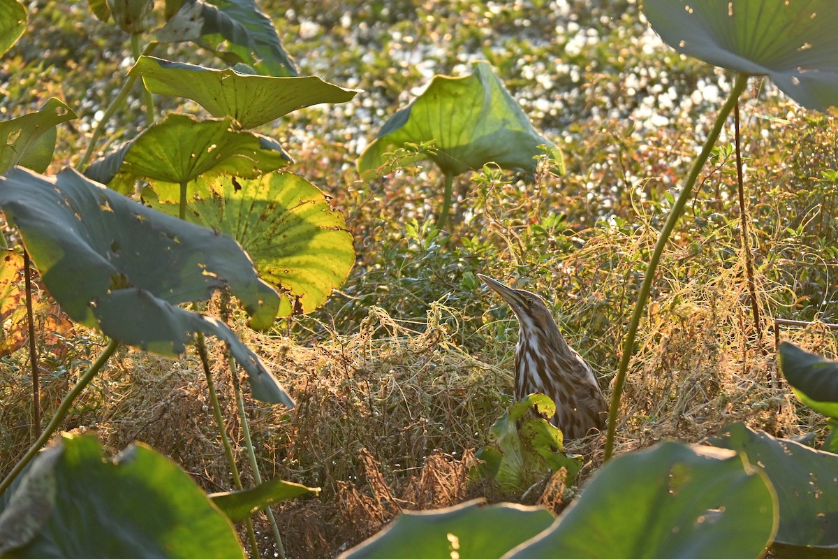 American Bittern - ML642261909