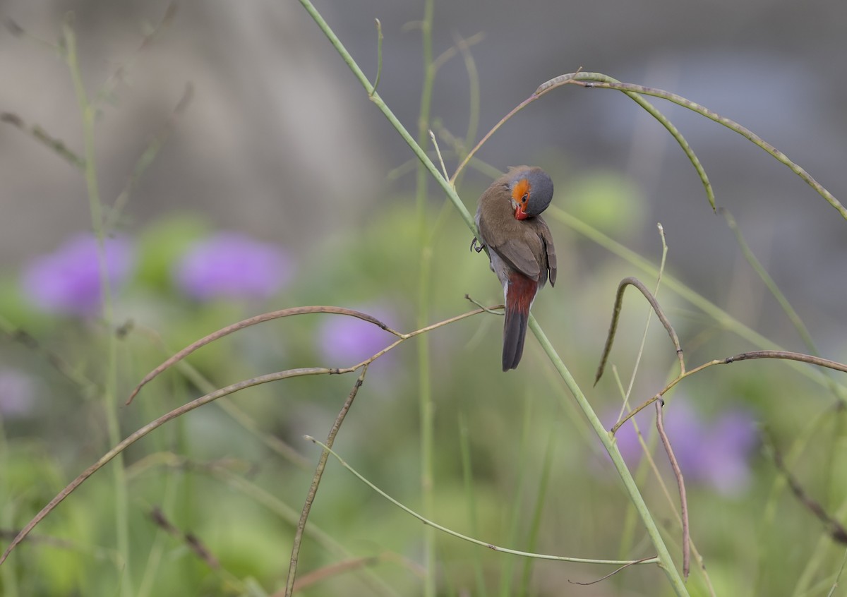 Orange-cheeked Waxbill - ML642261926