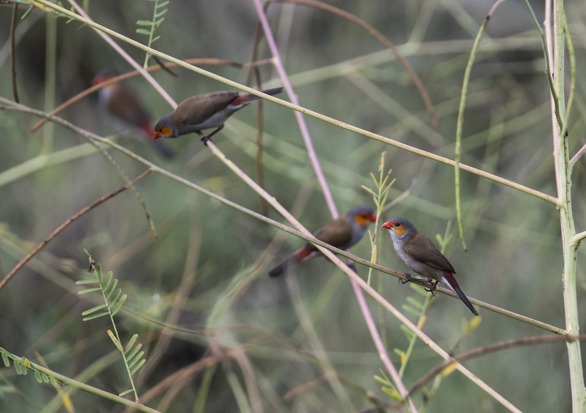 Orange-cheeked Waxbill - ML642261927