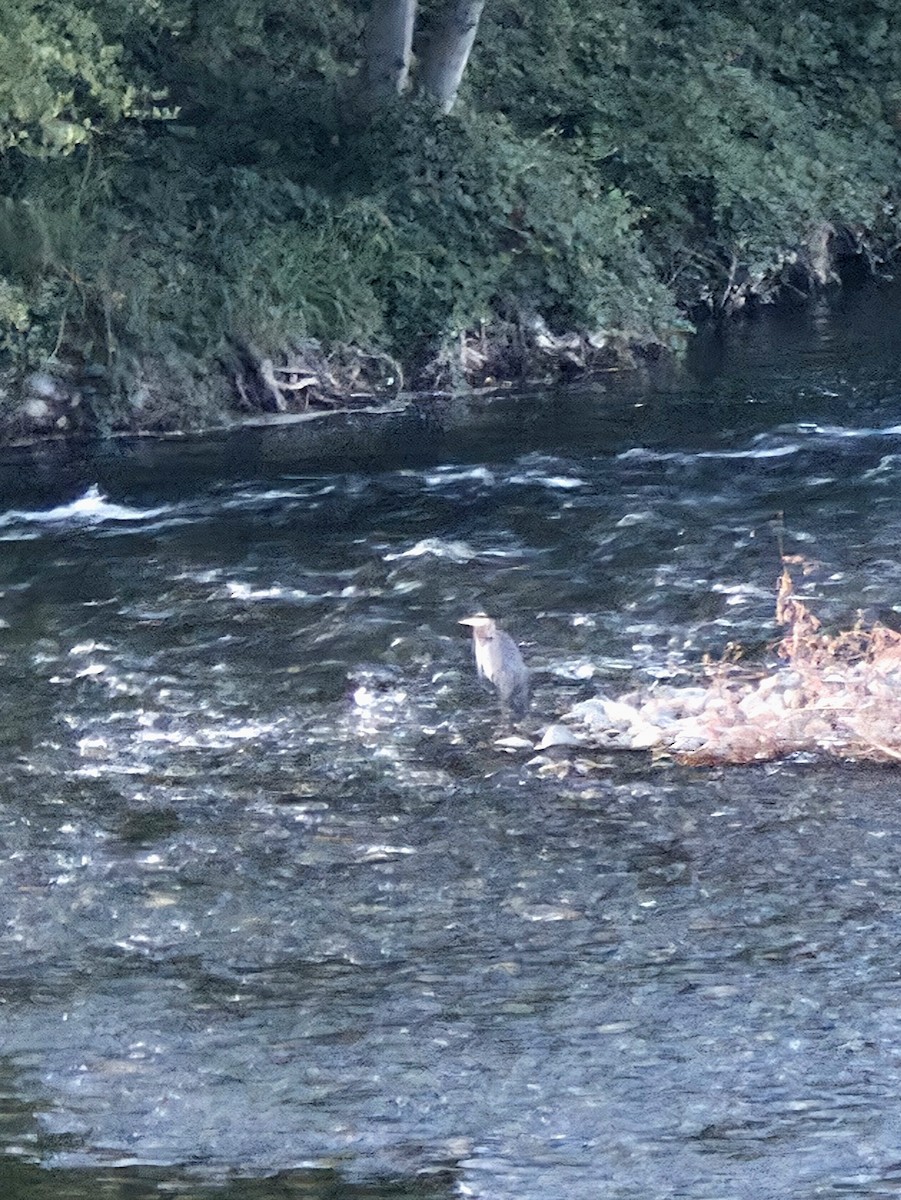 Great Blue Heron - ML642261938