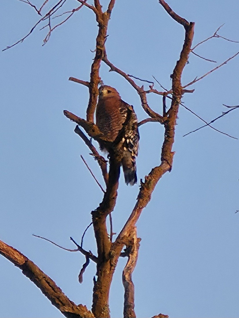 Red-shouldered Hawk - ML642261942