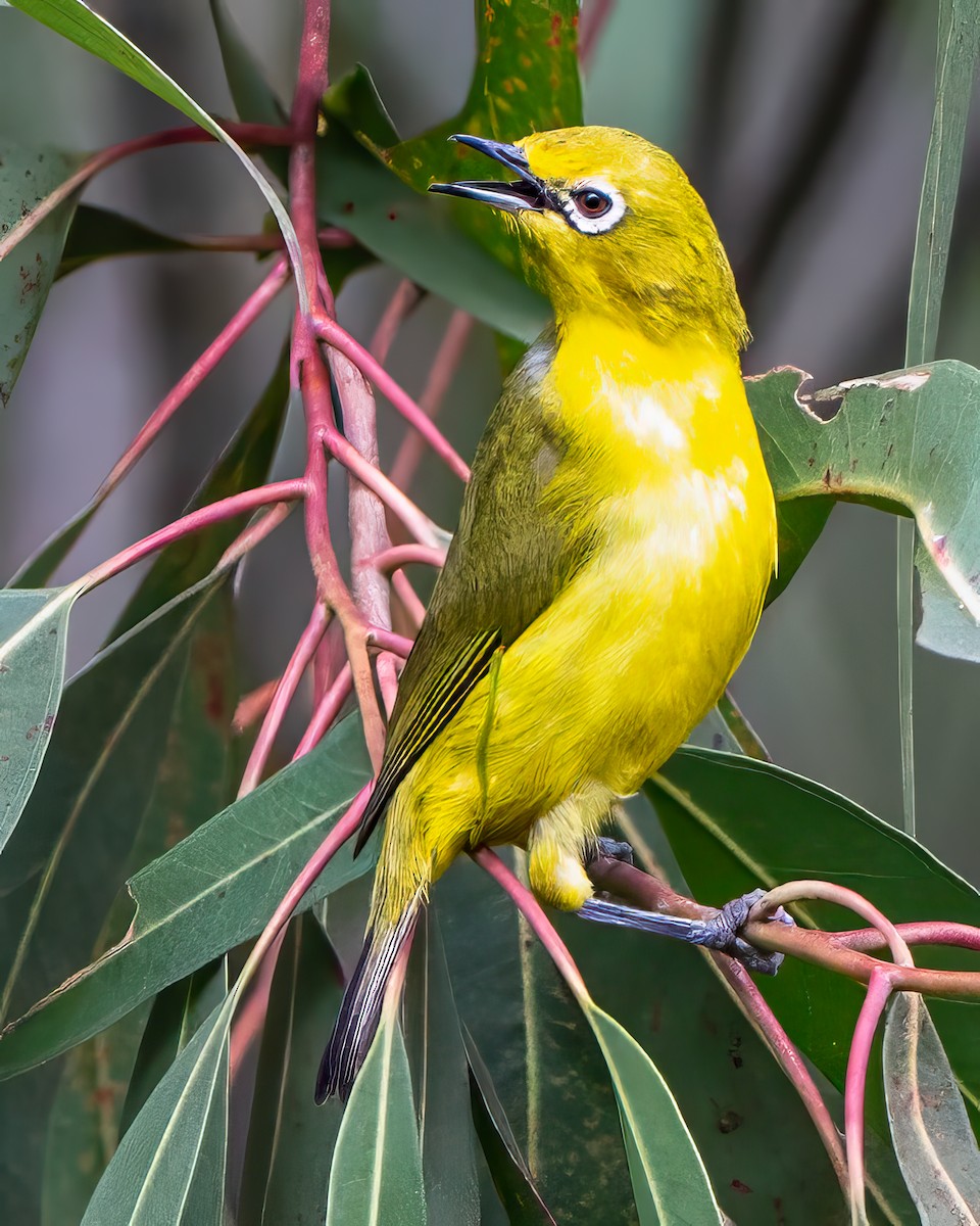 Окулярник сенегальський - ML642261945
