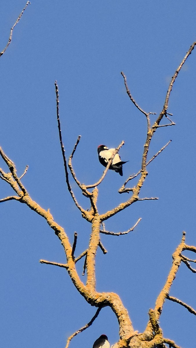 Acorn Woodpecker - ML642261954