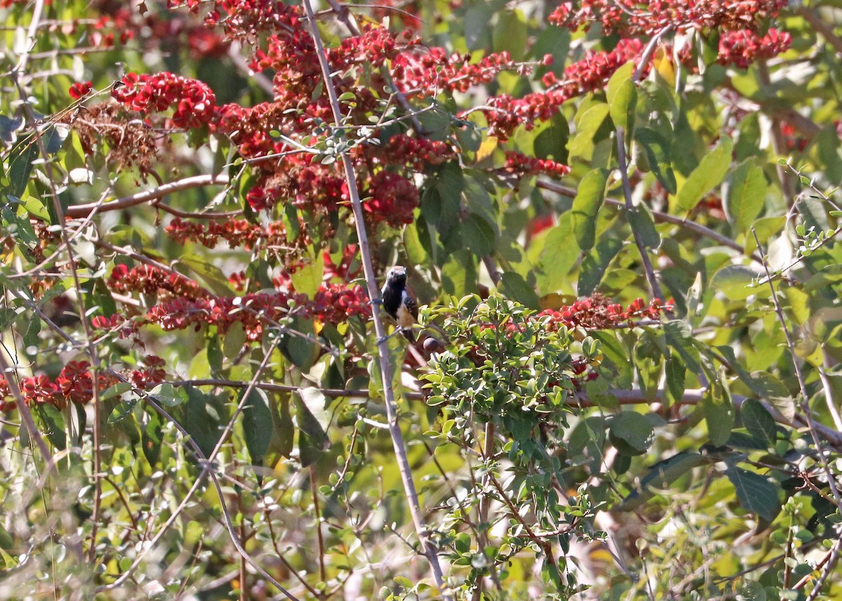 Rusty-backed Antwren - ML642261964
