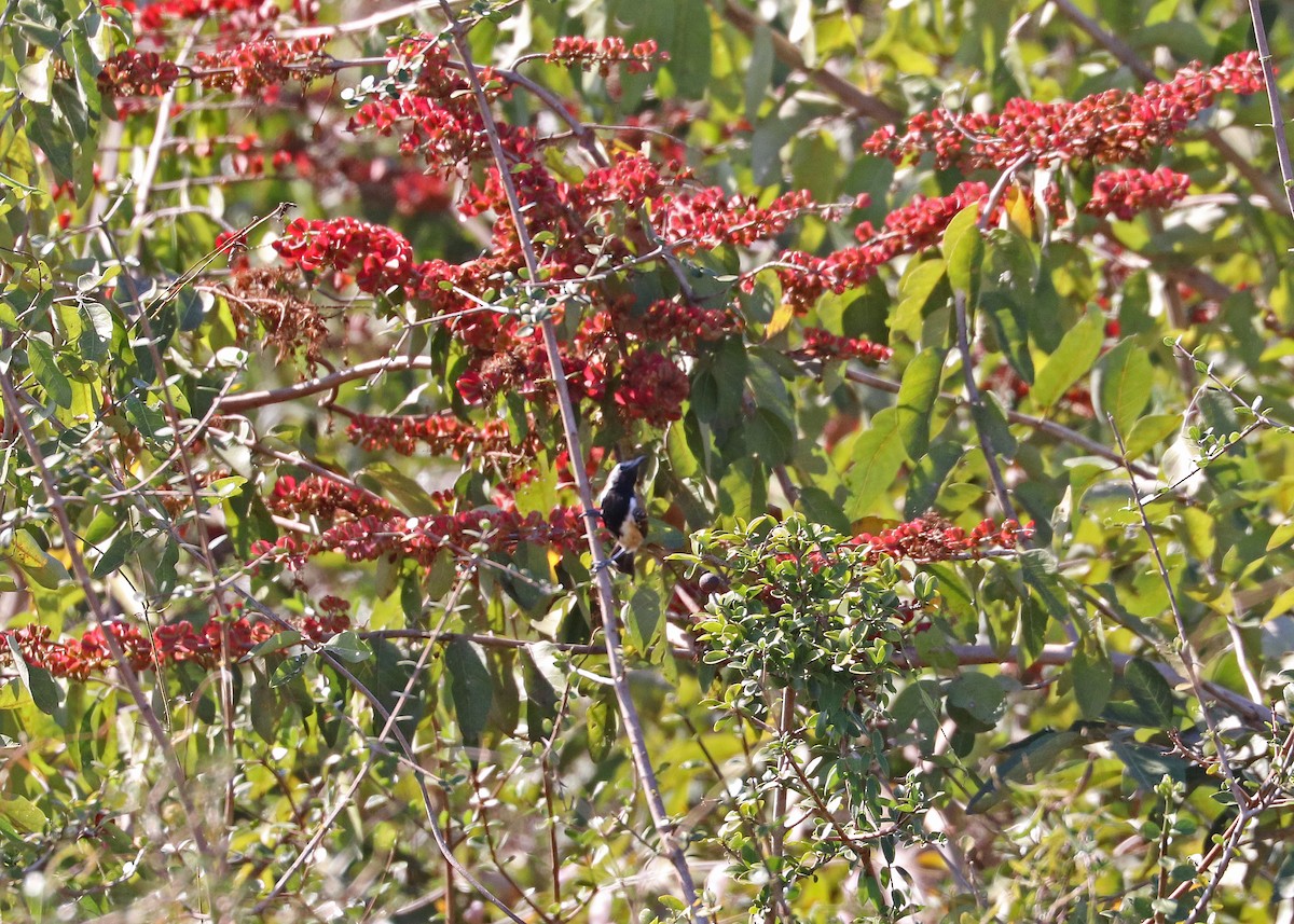 Rusty-backed Antwren - ML642261965