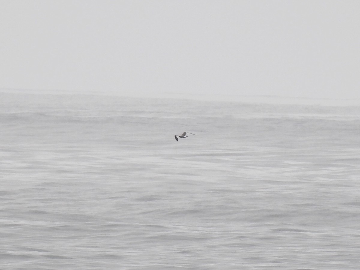 Sabine's Gull - ML642262027