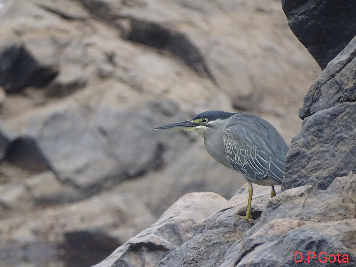 Striated Heron (Old World) - ML642262051