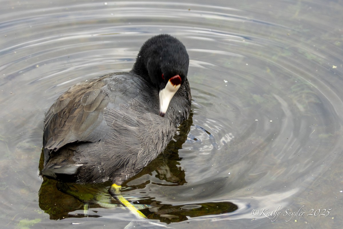 American Coot - ML642262052