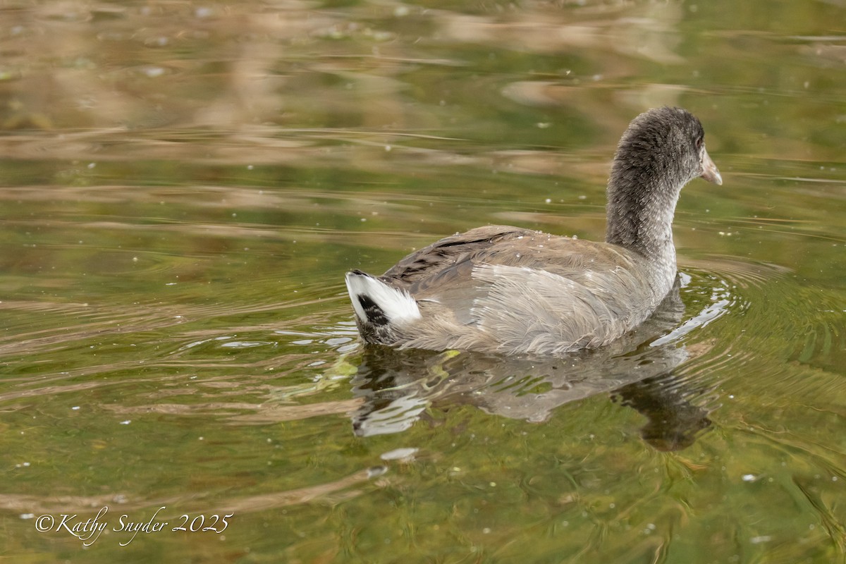 American Coot - ML642262053