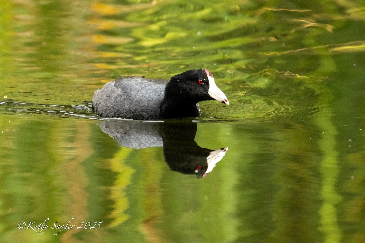 American Coot - ML642262054