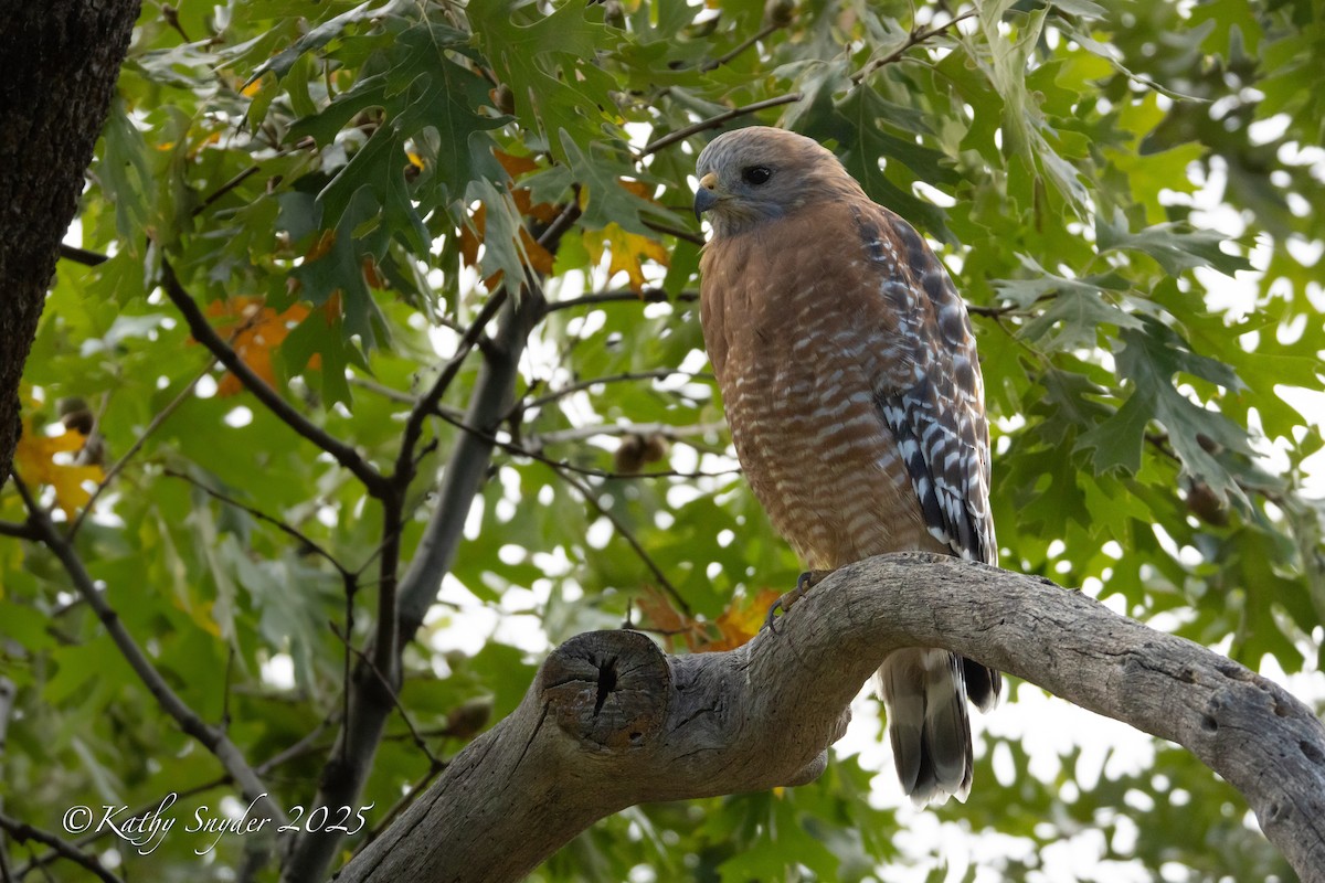 Red-shouldered Hawk - ML642262058