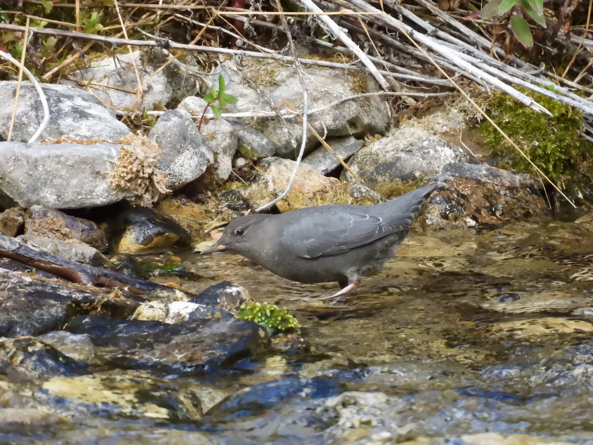 American Dipper - ML642262059