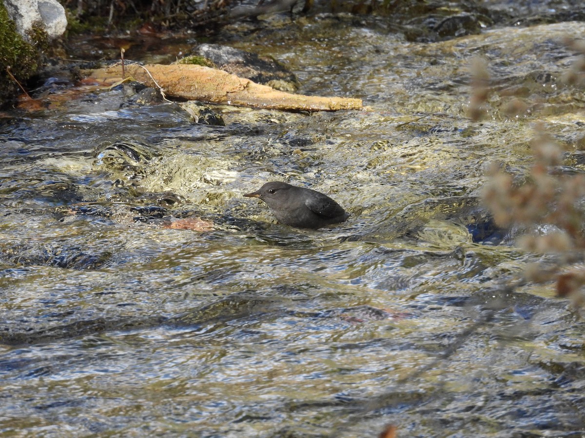 American Dipper - ML642262060