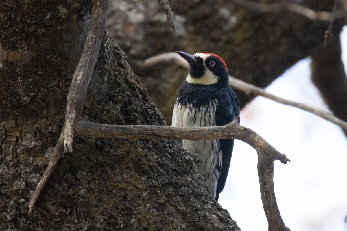 Acorn Woodpecker - ML642262069