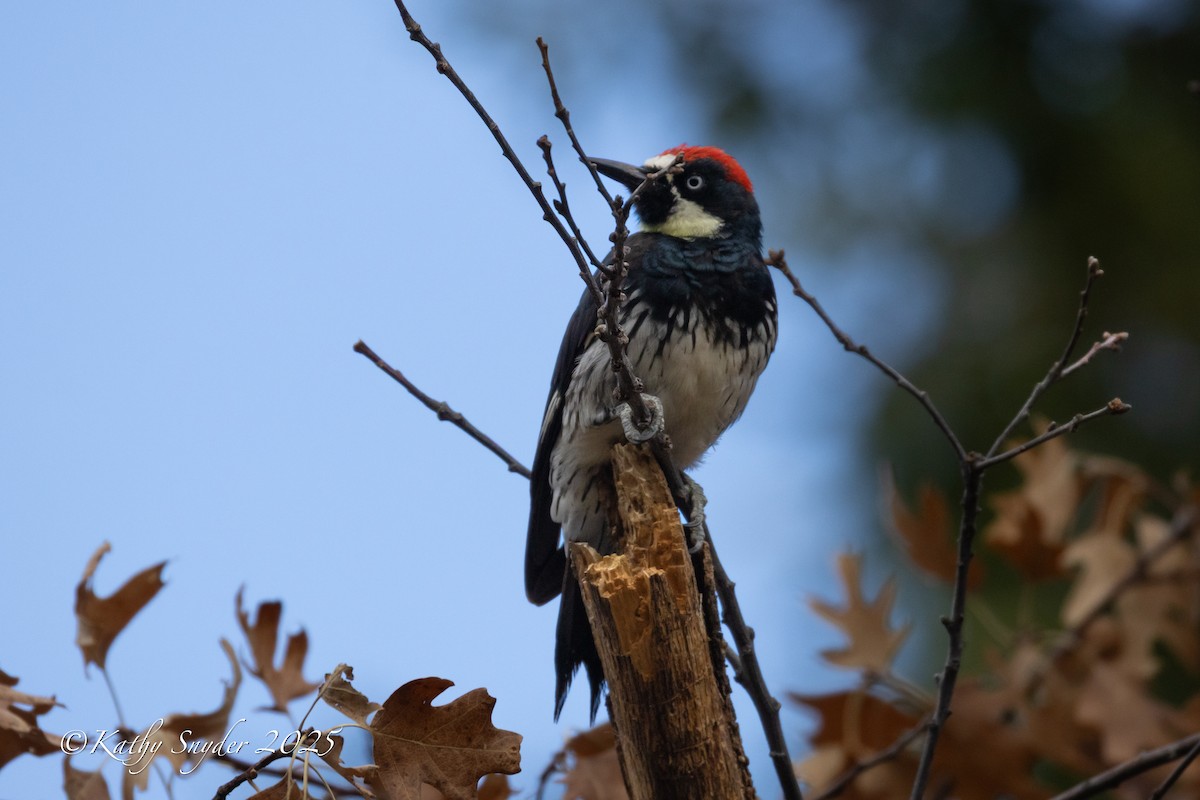 Acorn Woodpecker - ML642262070