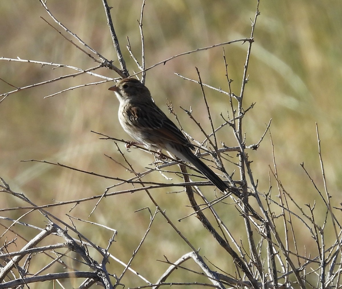 Brewer's Sparrow - ML642262071
