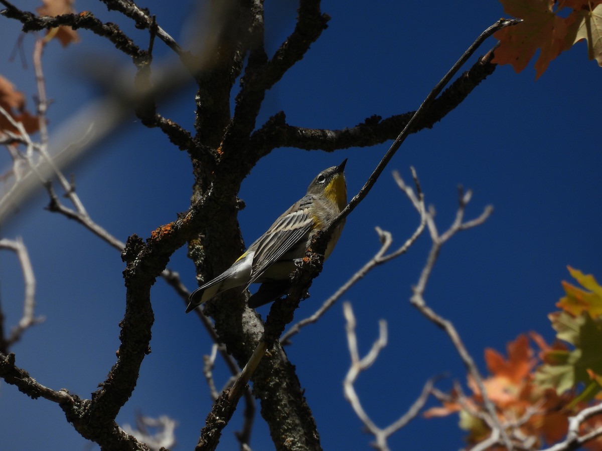 Yellow-rumped Warbler - ML642262076