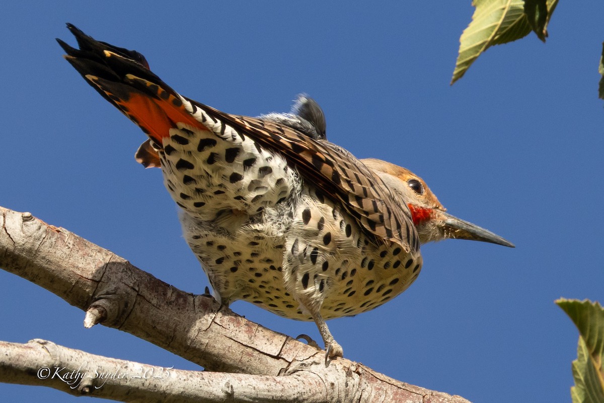 Northern Flicker - ML642262083
