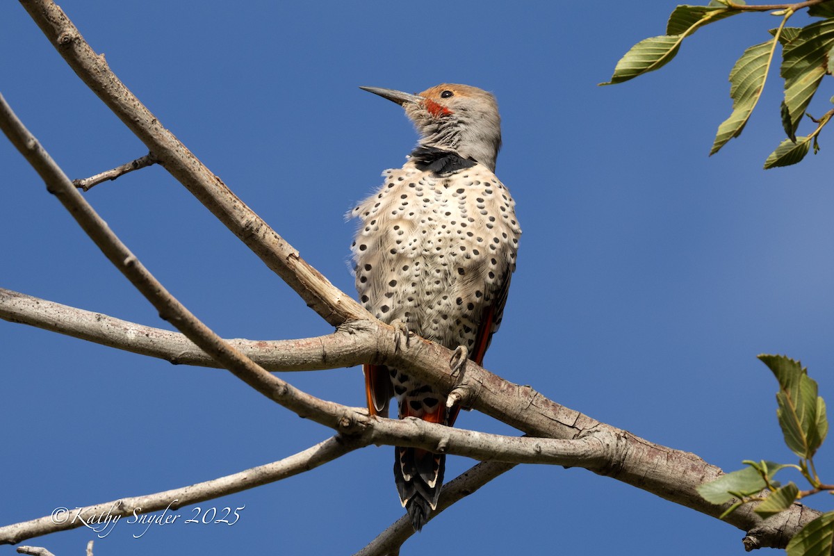 Northern Flicker - ML642262085
