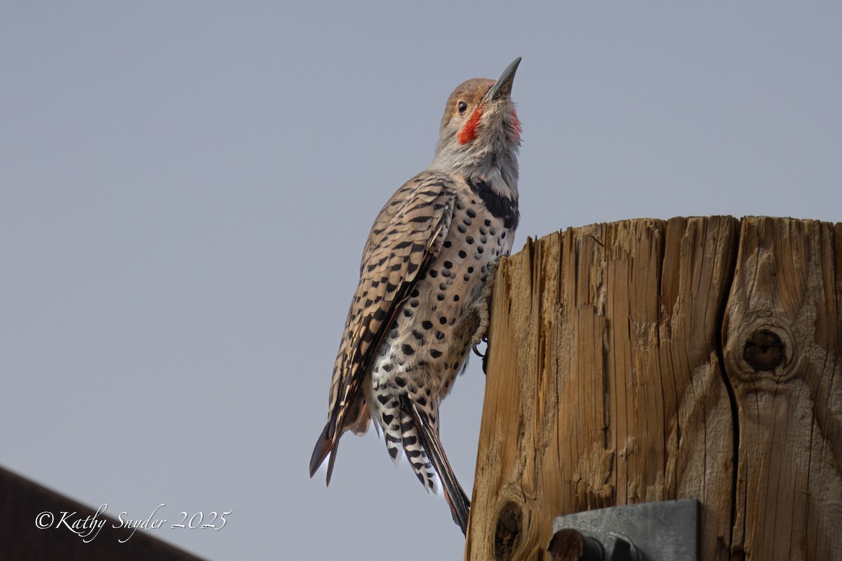 Northern Flicker - ML642262086