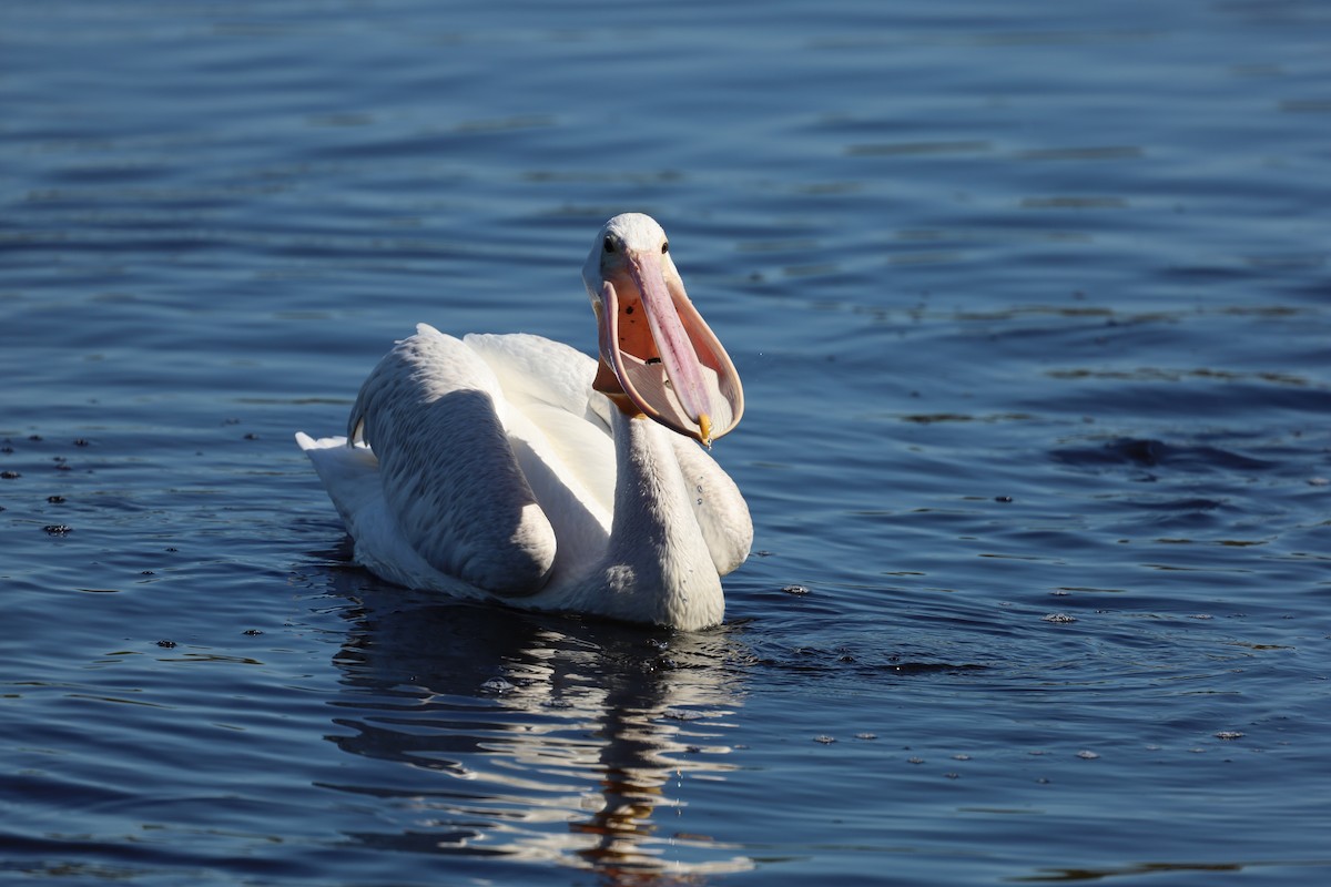 American White Pelican - ML642262087