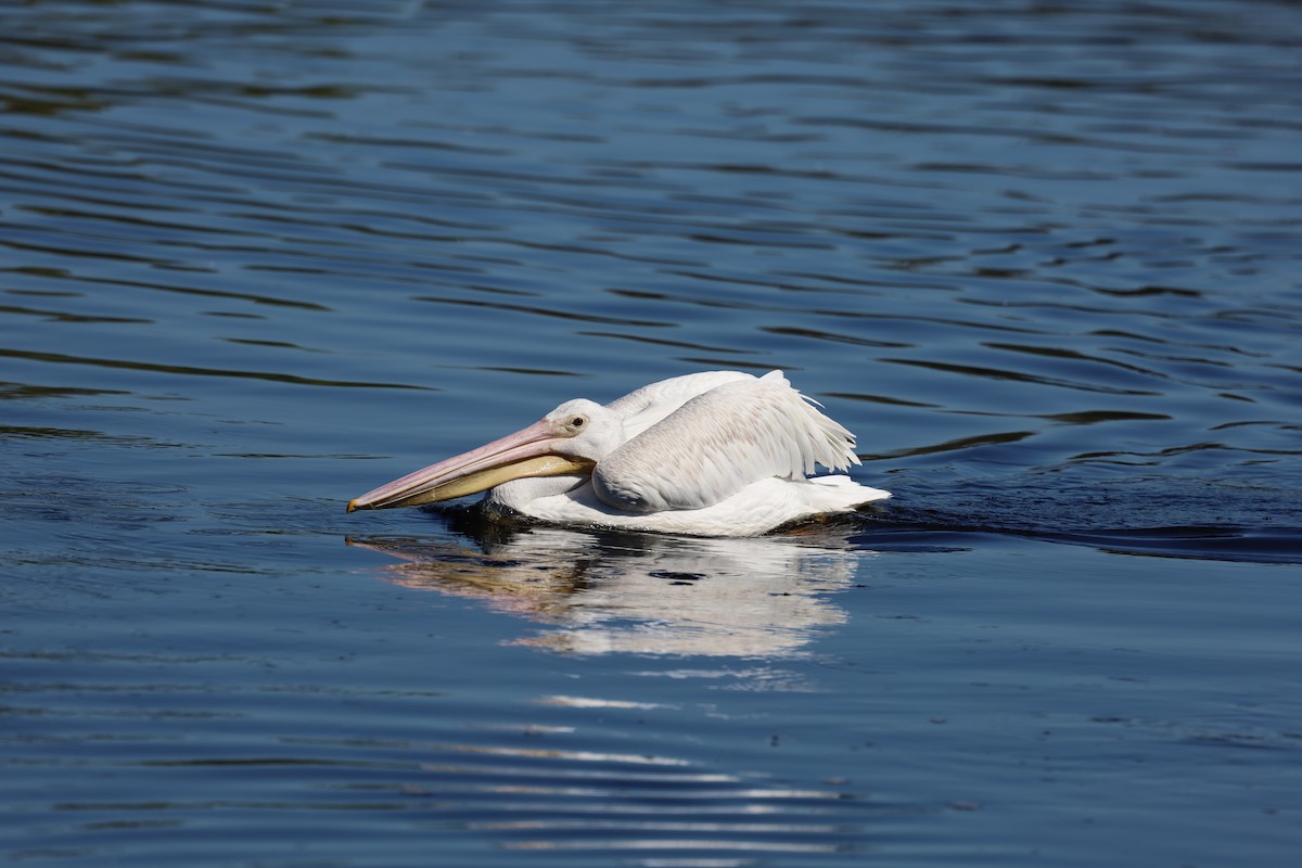 American White Pelican - ML642262088