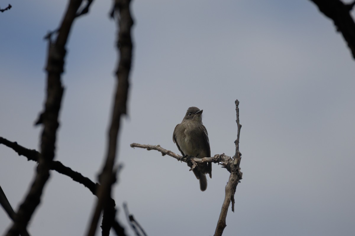 Western Wood-Pewee - ML642262092