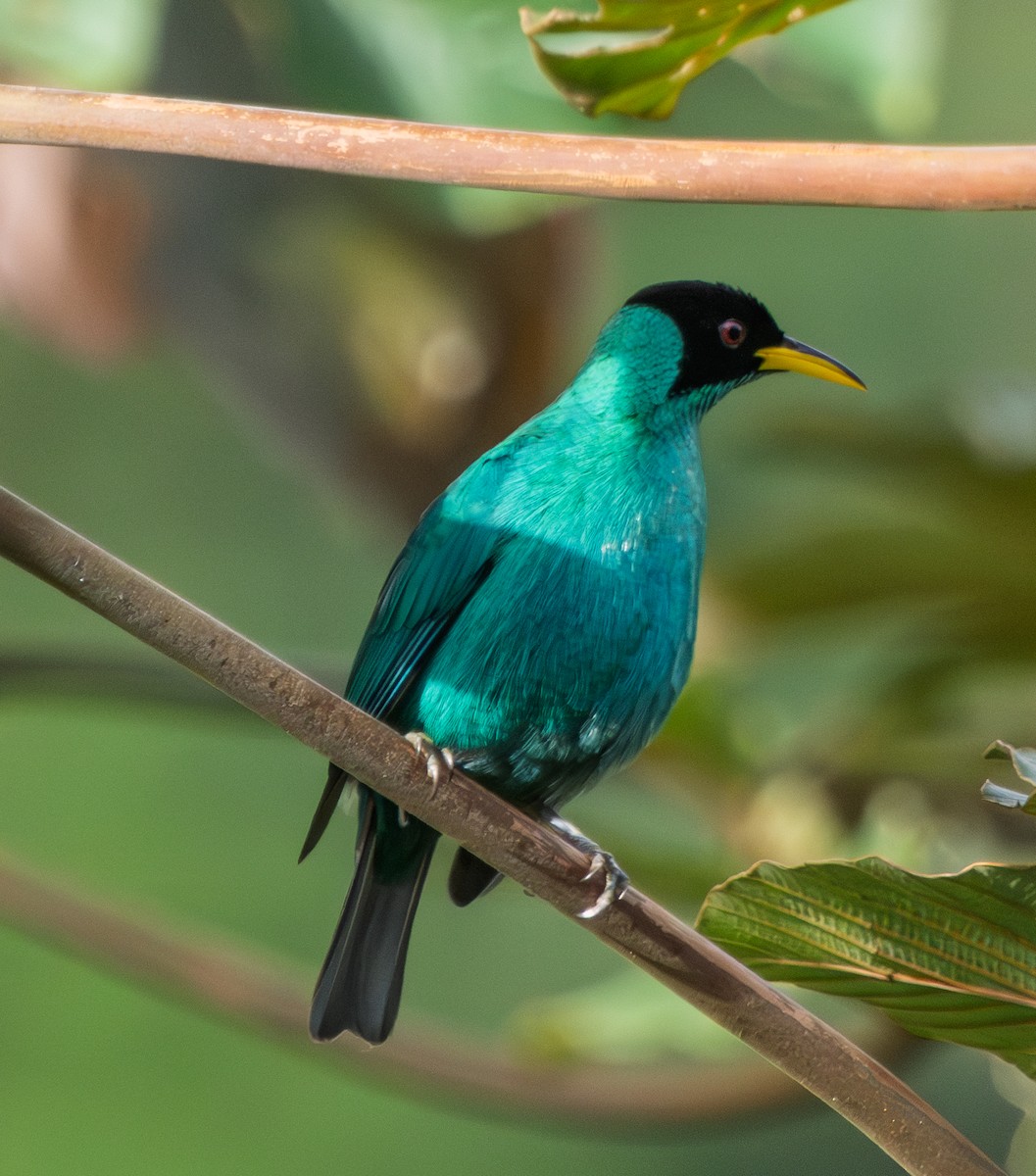 Green Honeycreeper - ML642262144