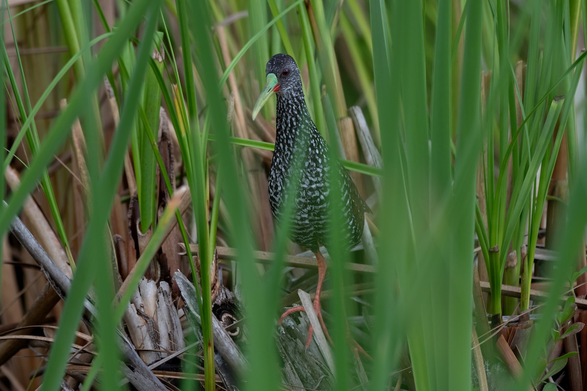 Spotted Rail - ML642262156