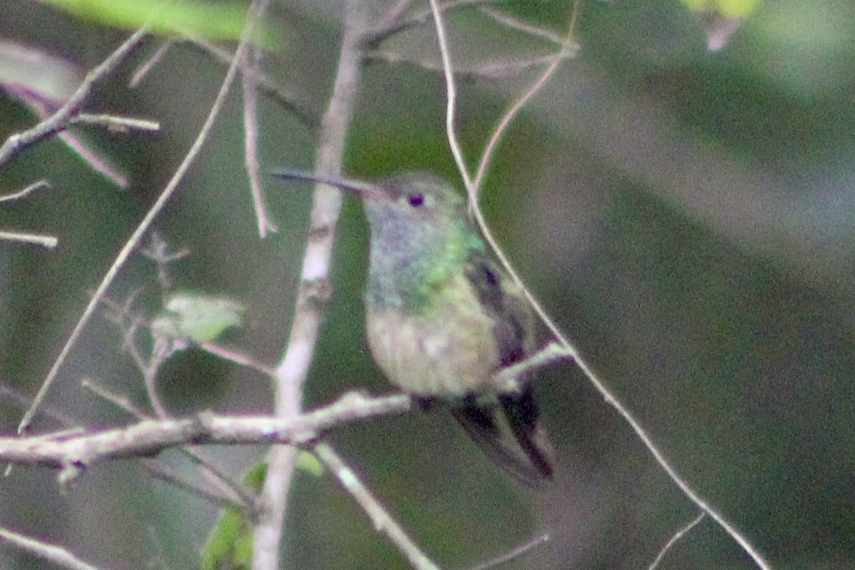 Buff-bellied Hummingbird - ML642262169