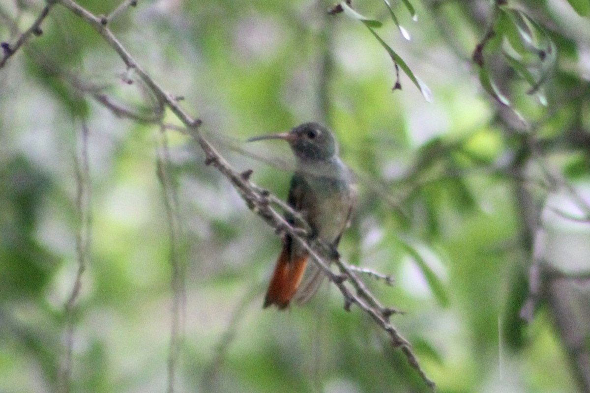 Buff-bellied Hummingbird - ML642262170