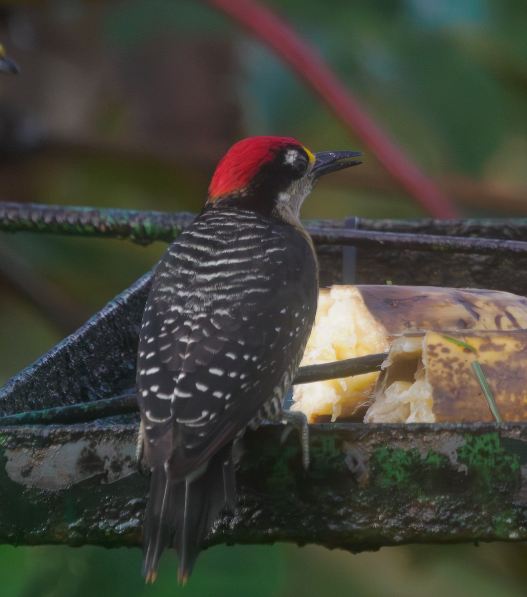 Black-cheeked Woodpecker - ML642262183