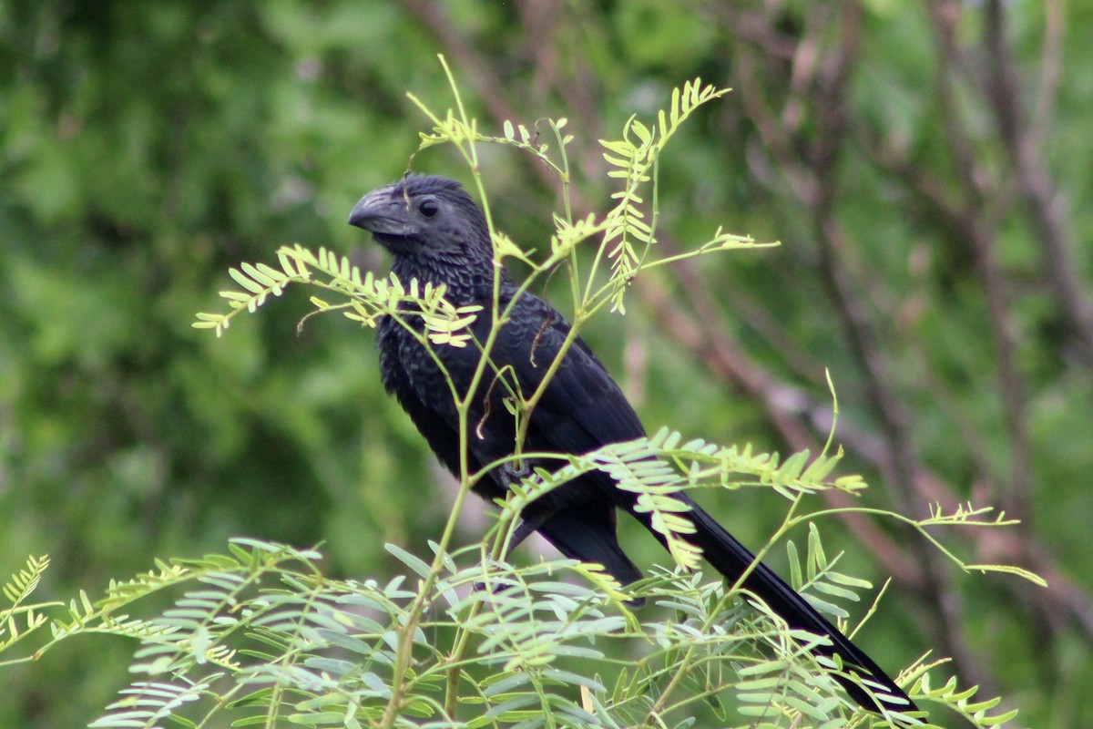 Groove-billed Ani - ML642262208