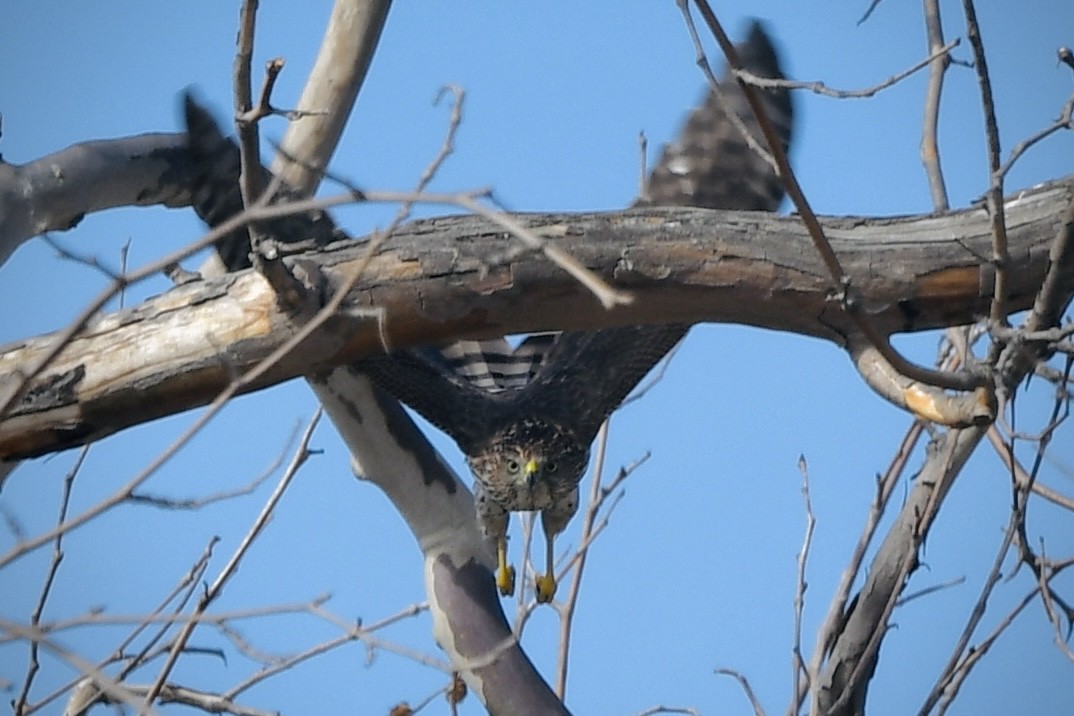 Cooper's Hawk - ML642262218