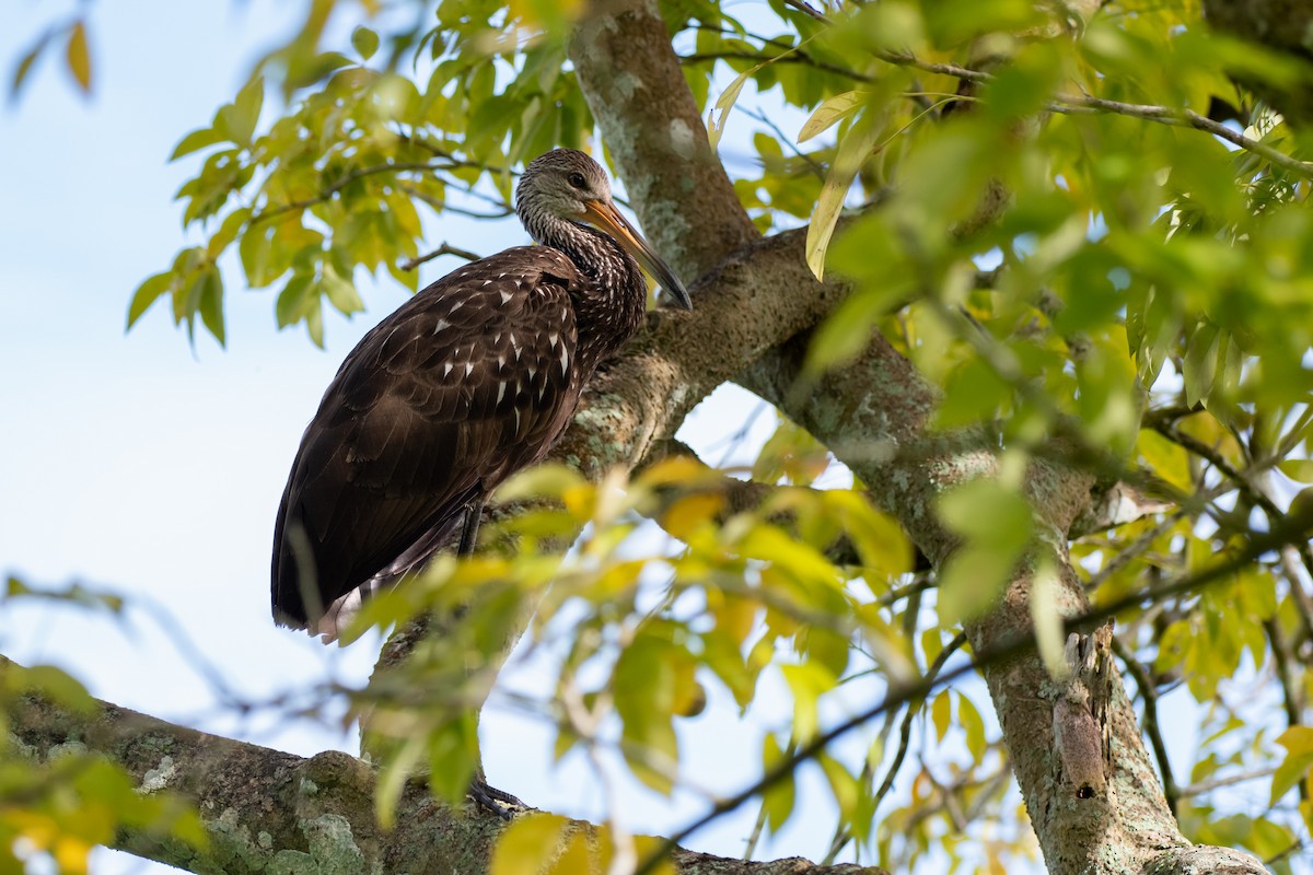 Limpkin - ML642262226