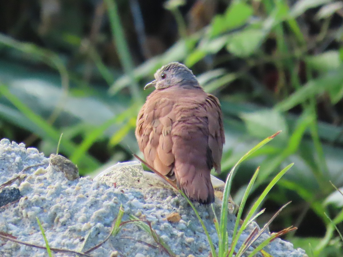 Ruddy Ground Dove - ML642262242