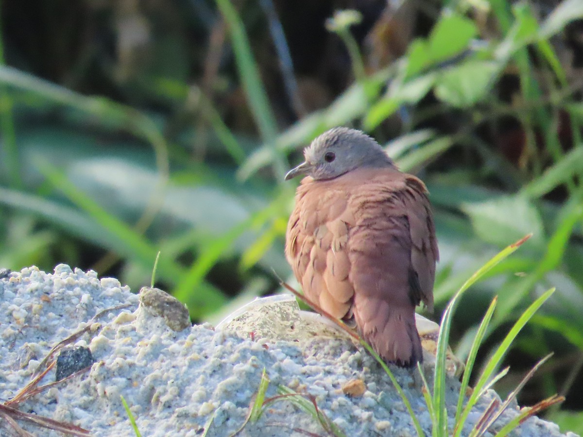 Ruddy Ground Dove - ML642262243