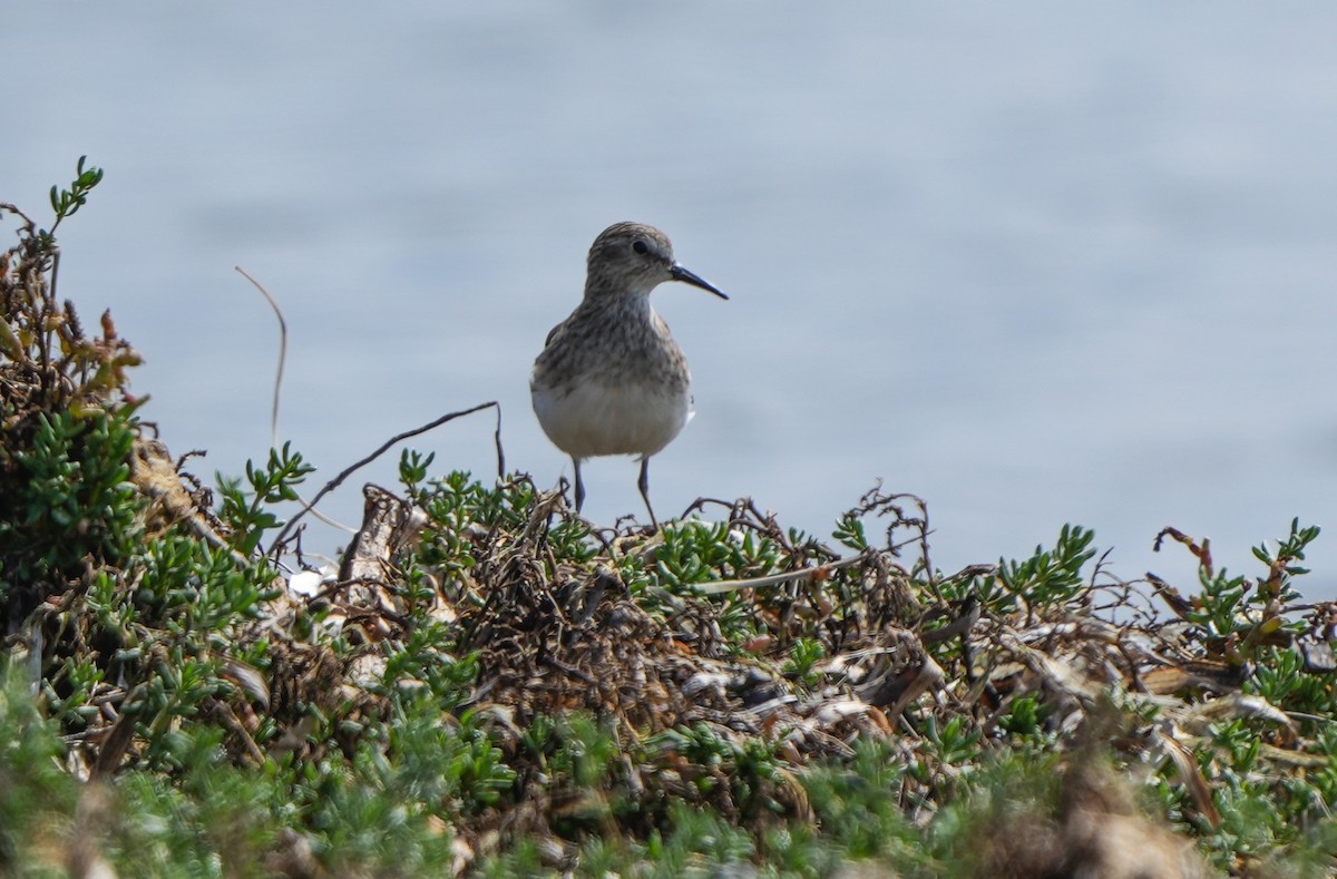 Baird's Sandpiper - ML642262249