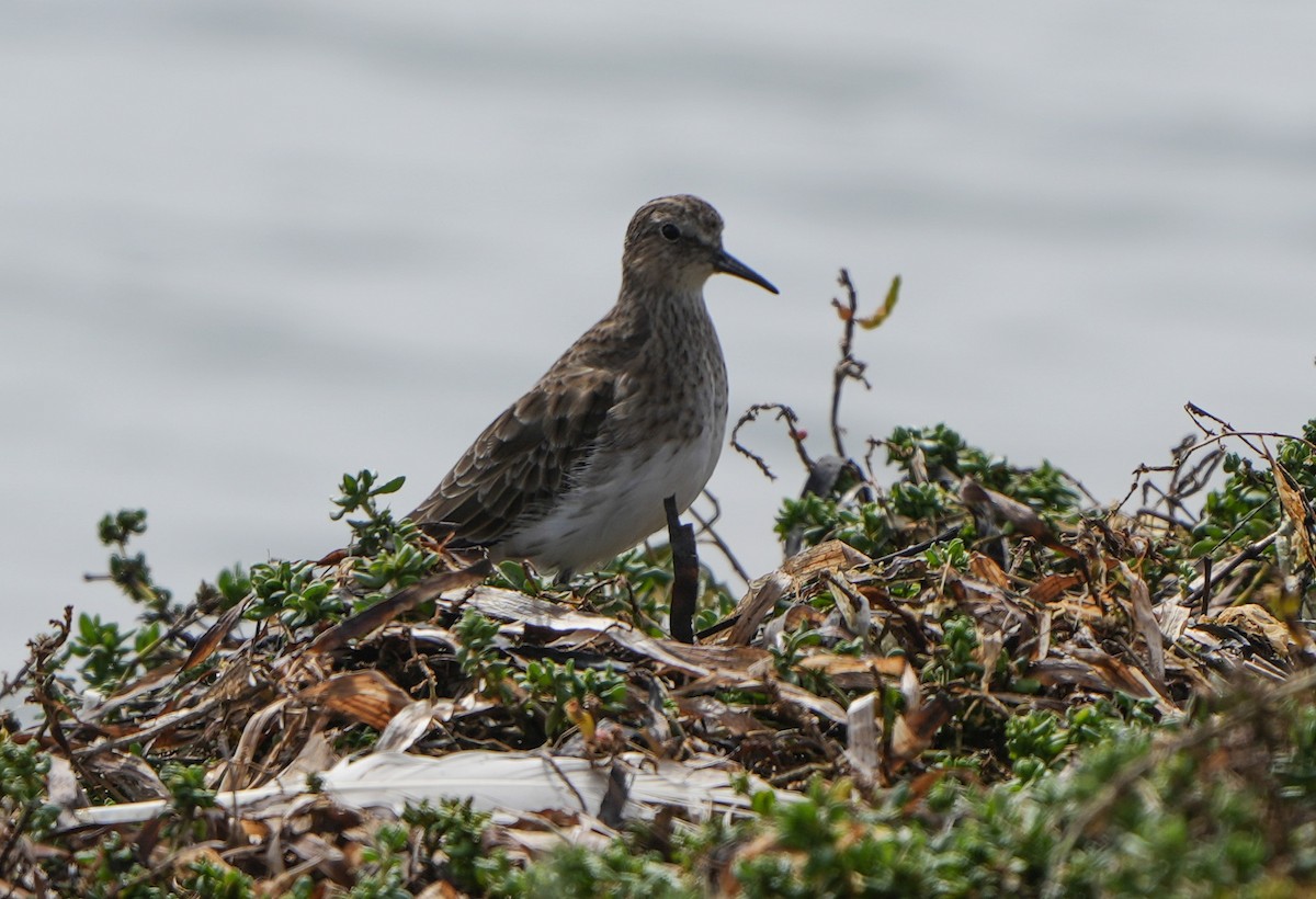 Baird's Sandpiper - ML642262250
