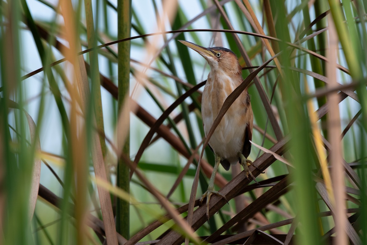 Least Bittern - ML642262252