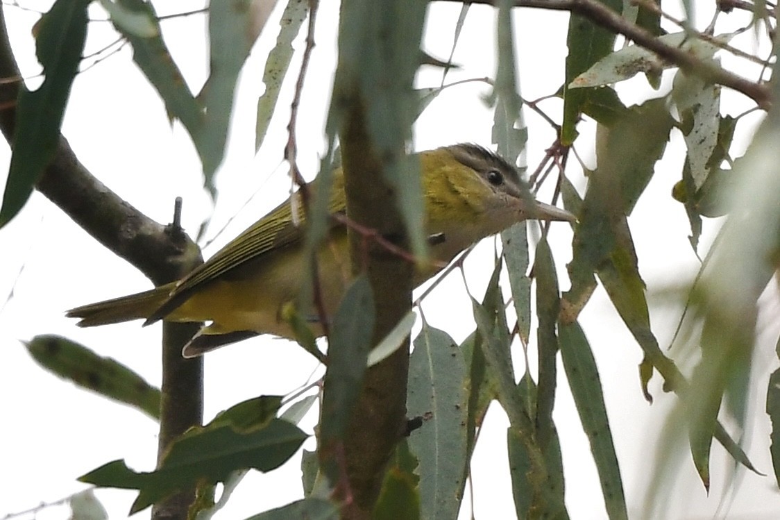 Yellow-green Vireo - ML642262274