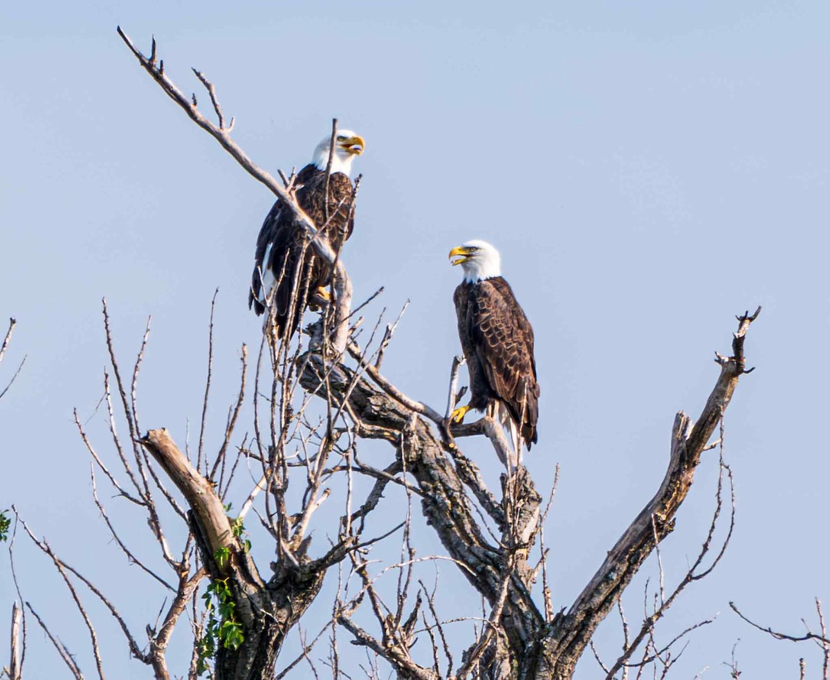 Bald Eagle - ML642262279