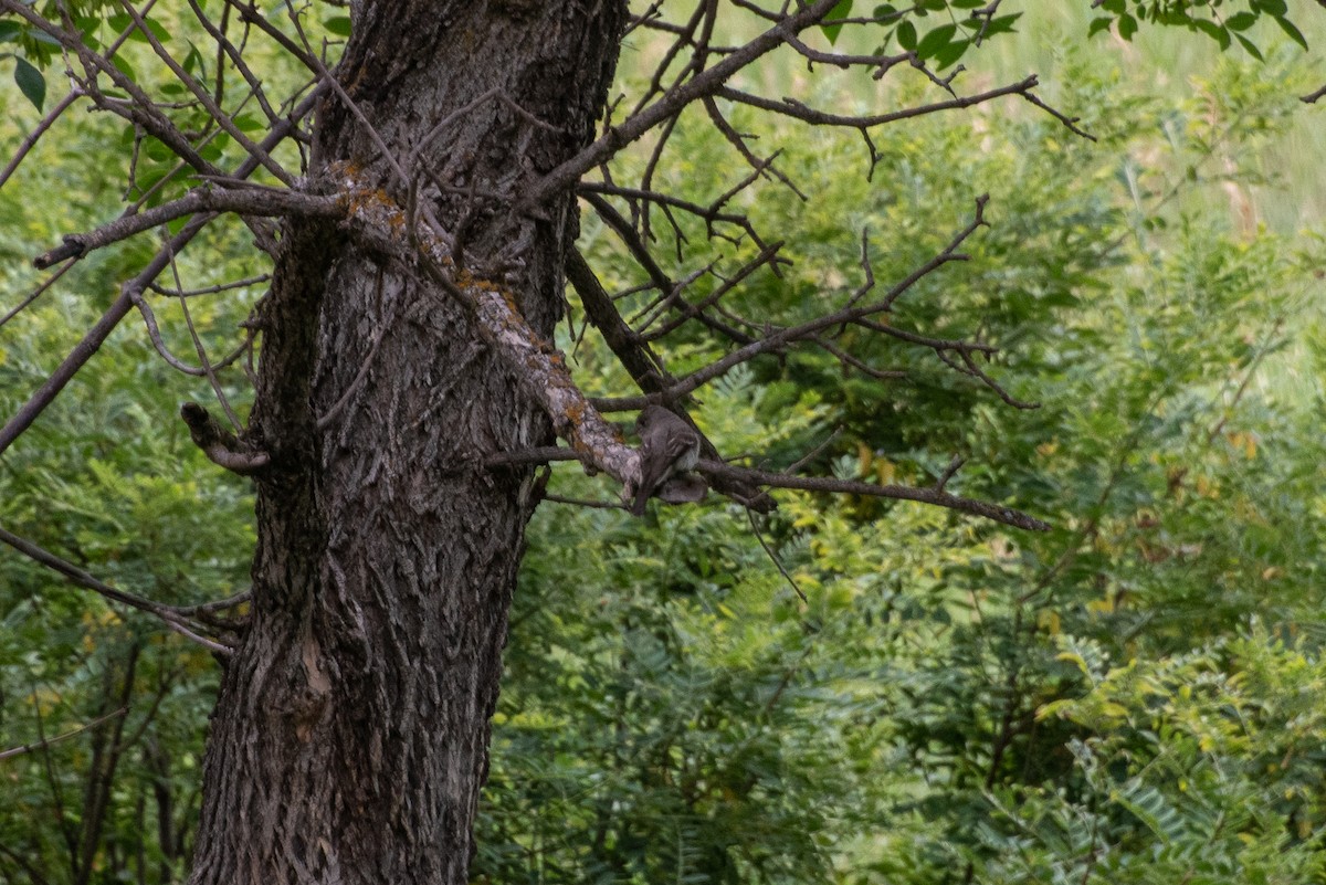 Western Wood-Pewee - ML642262280