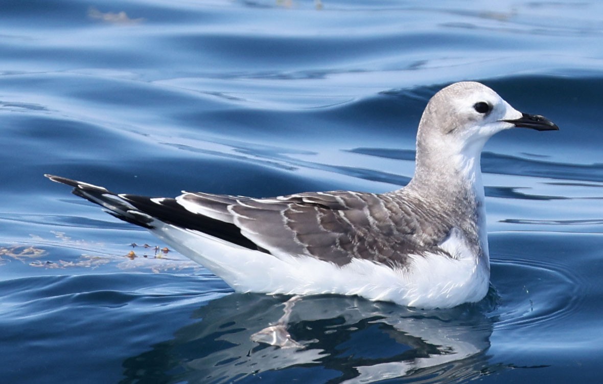 Sabine's Gull - ML642262283