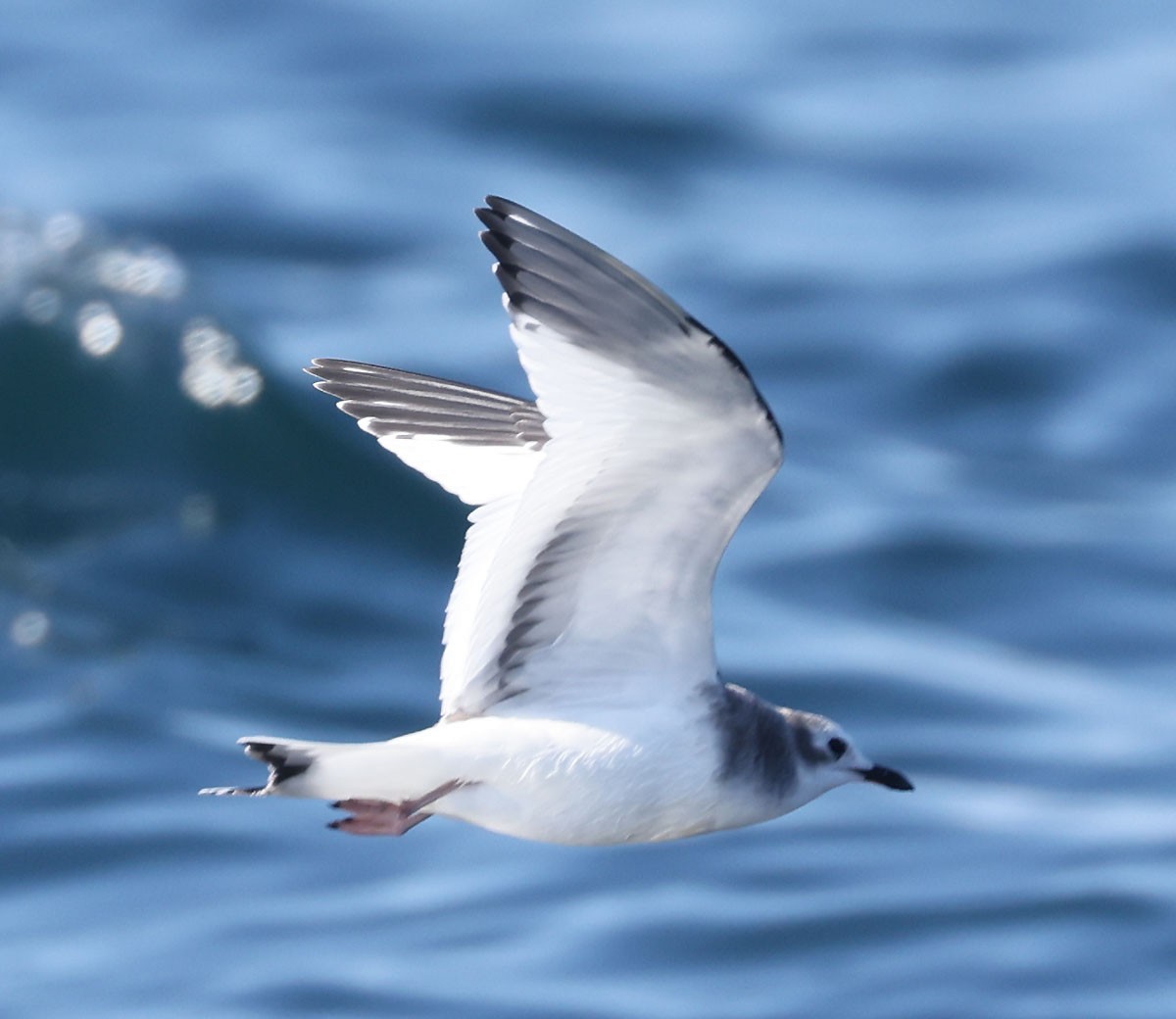 Sabine's Gull - ML642262285