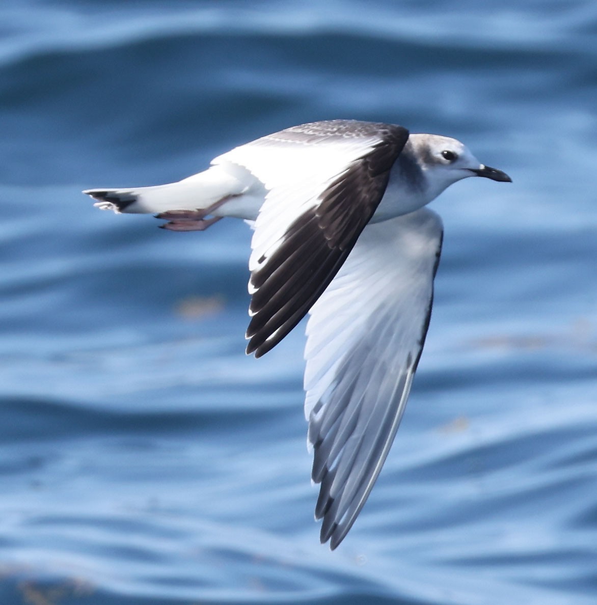 Sabine's Gull - ML642262286