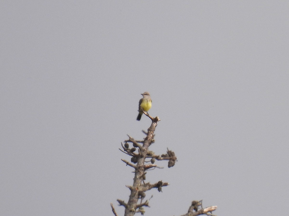 Western Kingbird - ML642262334