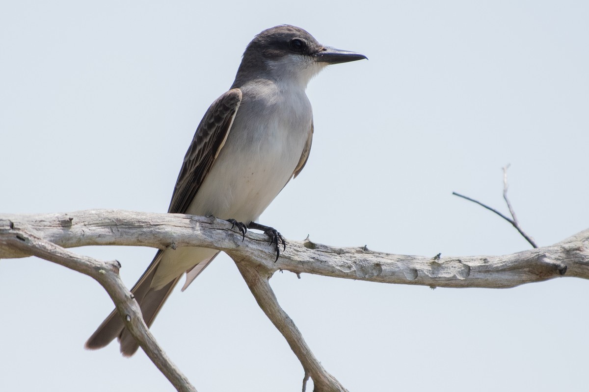 Gray Kingbird - ML642262349
