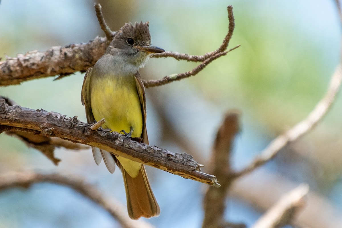 Great Crested Flycatcher - ML642262351